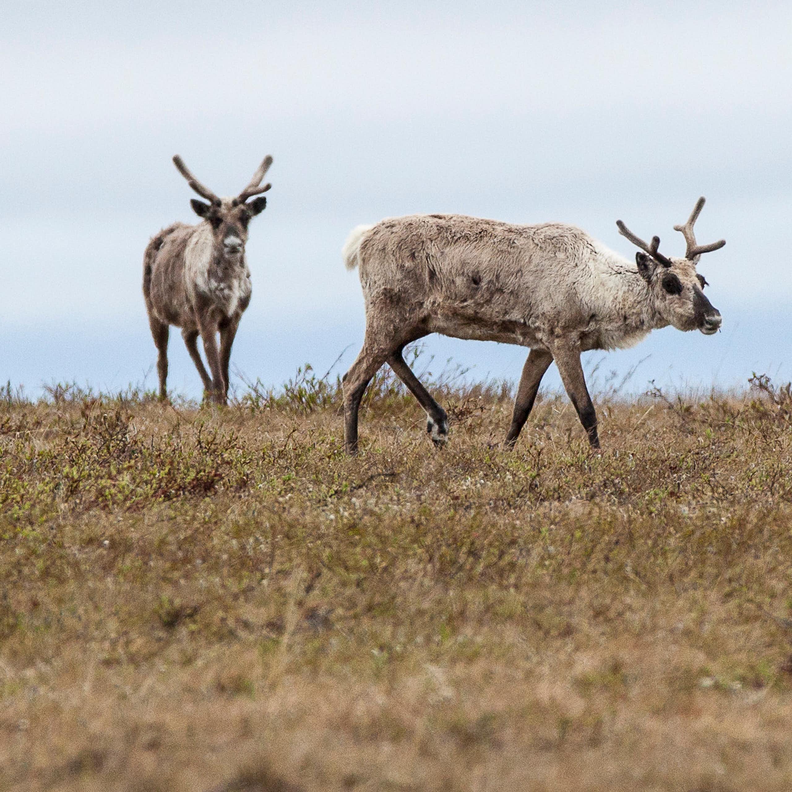 A group of Caribou on the tundra. One looks at the camera.