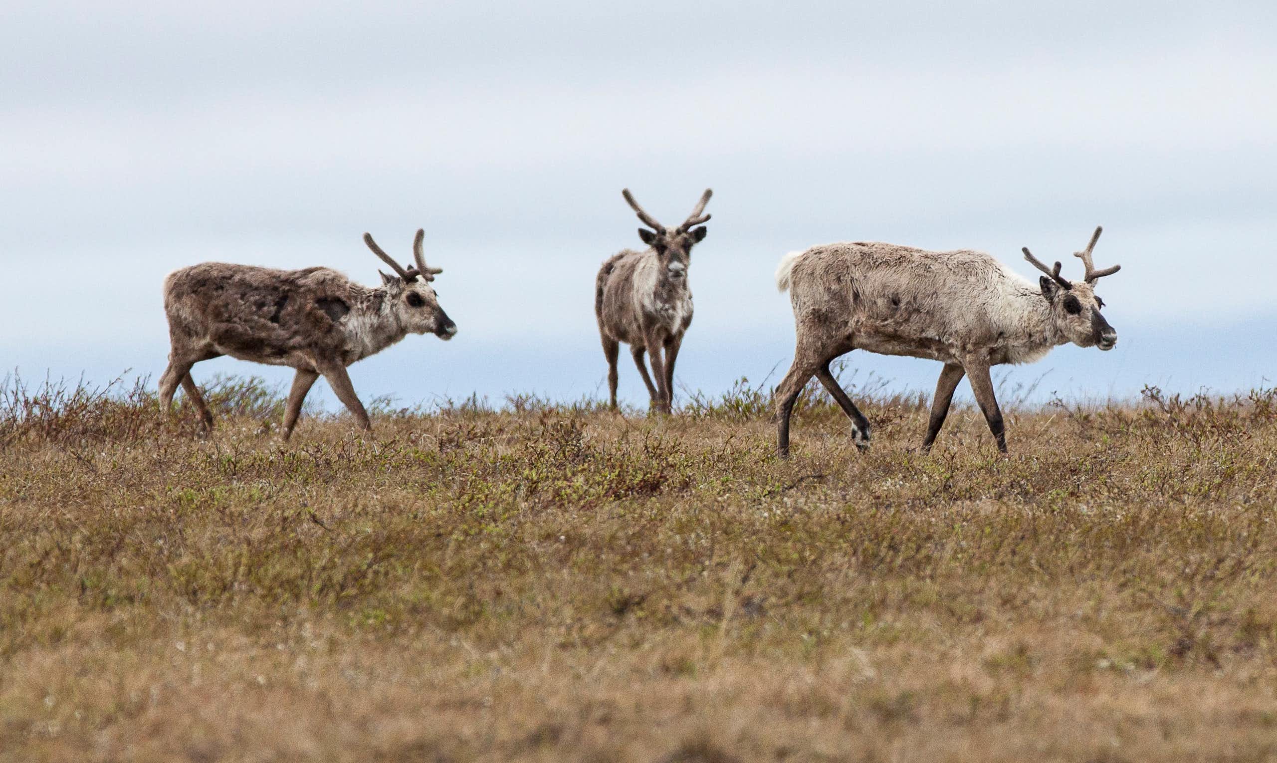 A group of Caribou on the tundra. One looks at the camera.