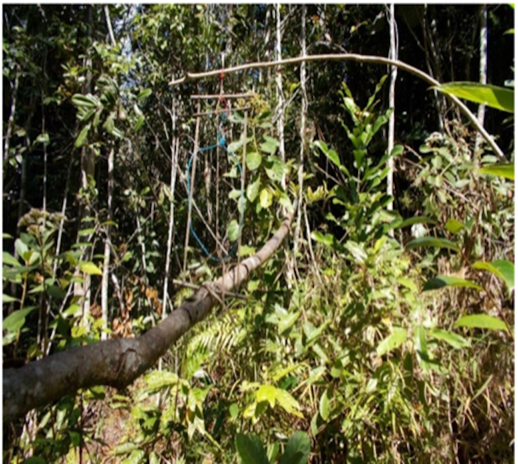 a bent over branch in a rainforest