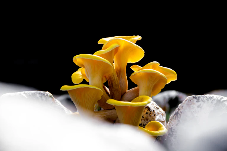 Yellow mushrooms grow from packaging. They look like tiny trumpets.