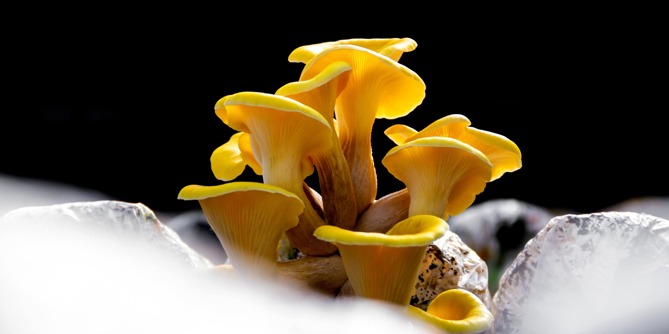 Yellow mushrooms grow from packaging. They look like tiny trumpets.