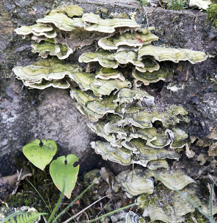 Mossy green mushrooms grow like shelfs on the side of a tree trunk.