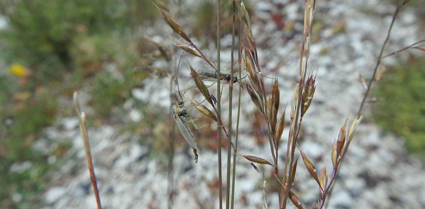 El aumento de temperaturas hace estragos en los insectos acuáticos: así lo hemos estudiado