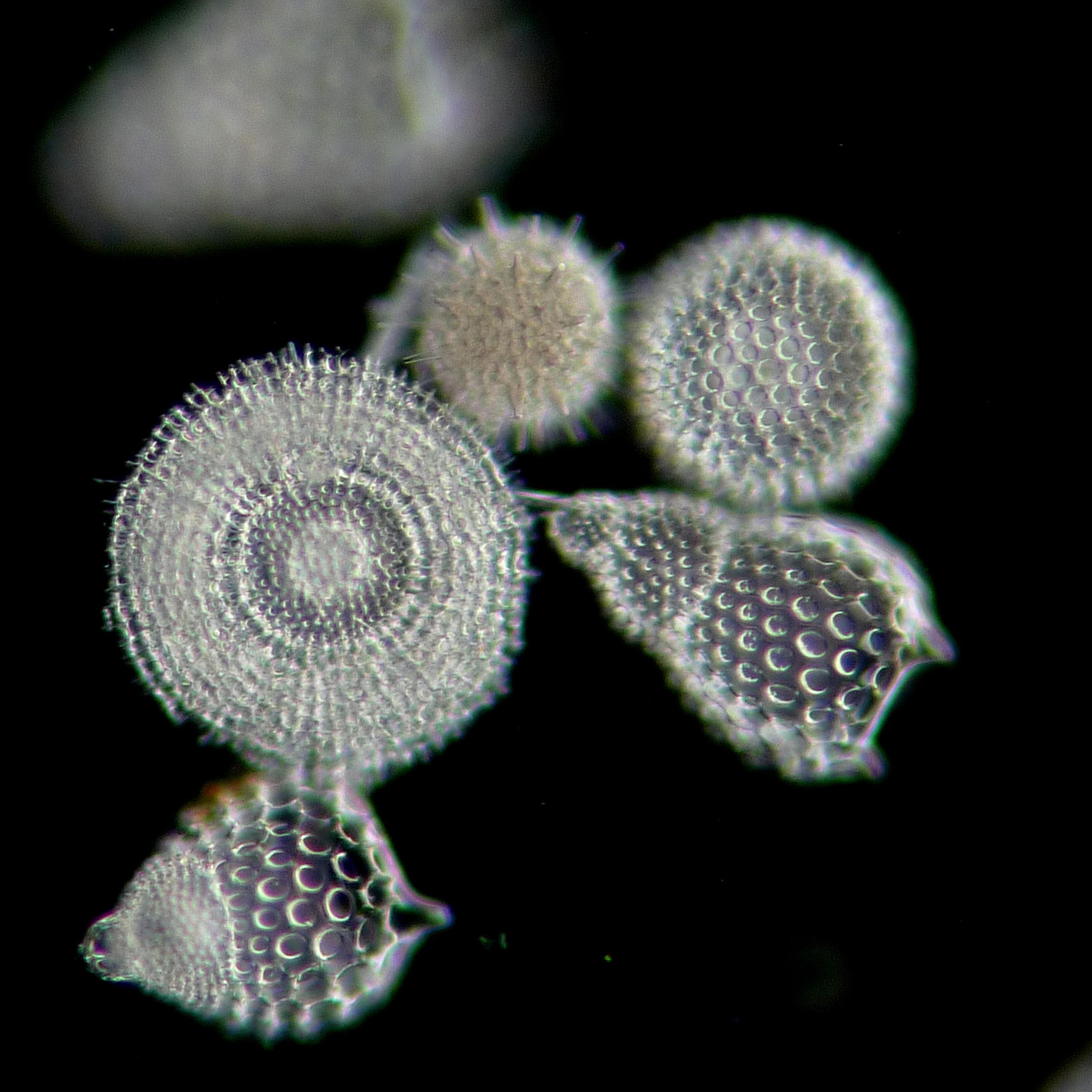 minuscules organismes sur fond noir