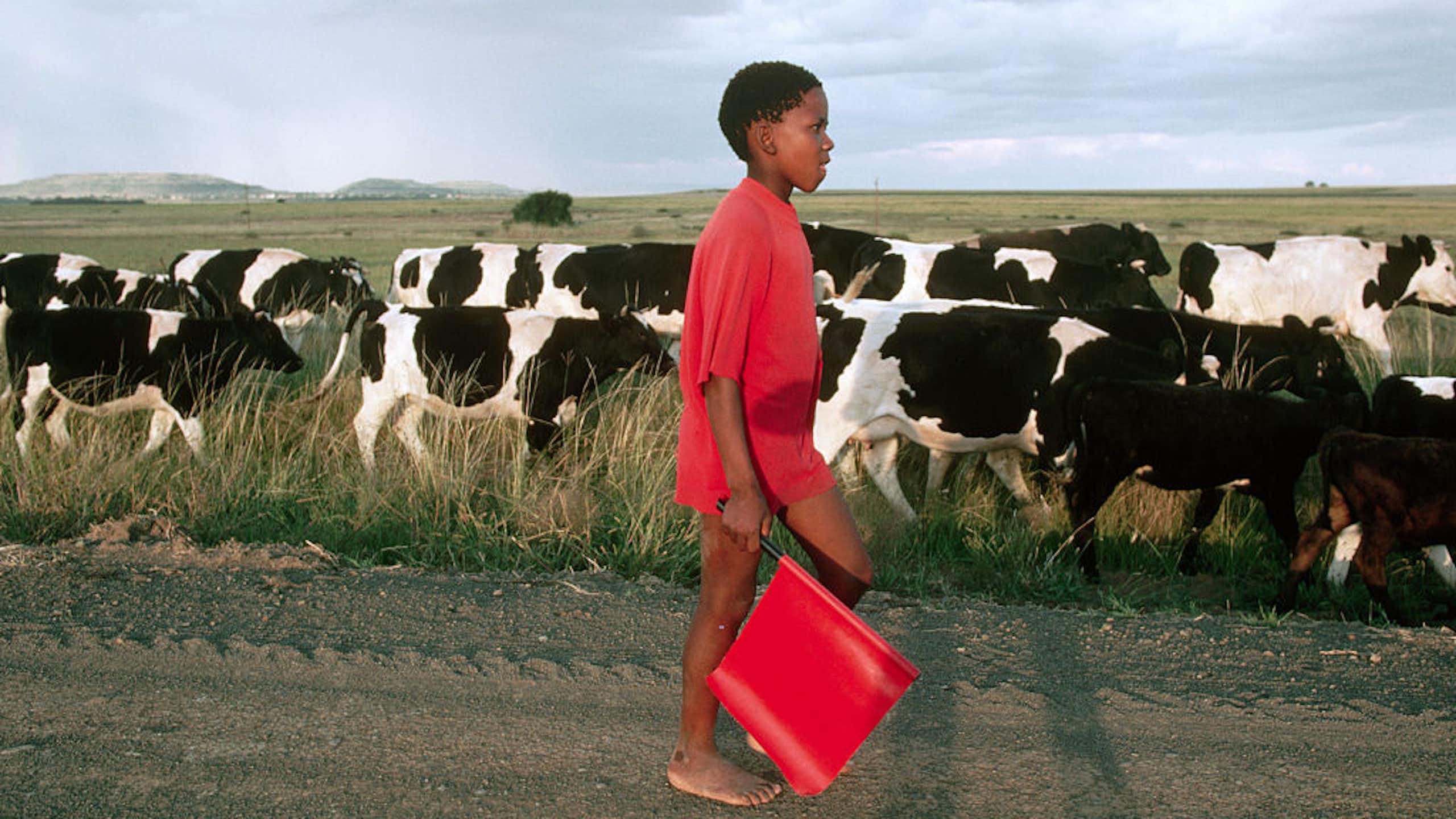 A young boy walks along a road, holding a red flag, alongside a herd of cattle