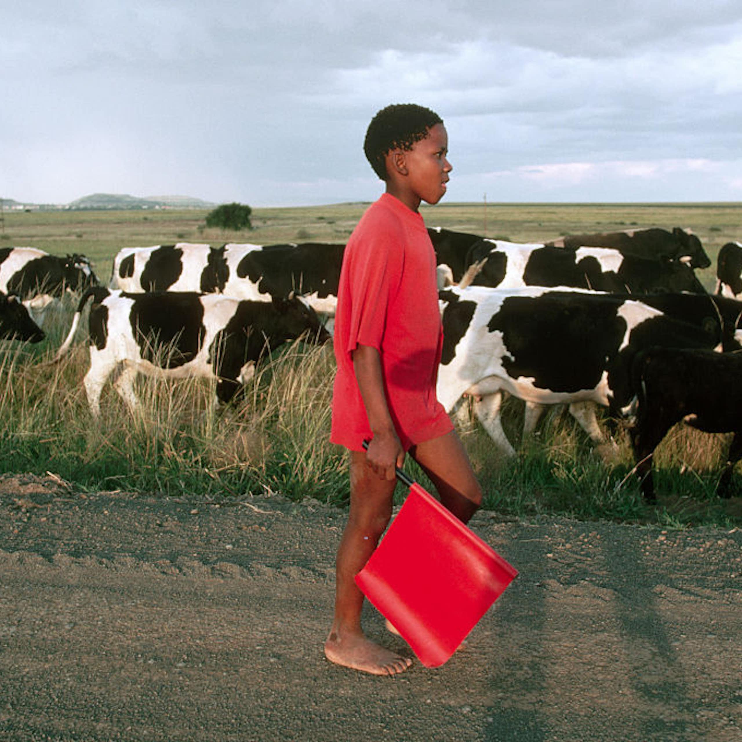 A young boy walks along a road, holding a red flag, alongside a herd of cattle