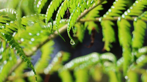 A Māori worldview describes the immune system as a guardian – this could improve public health in Aotearoa NZ