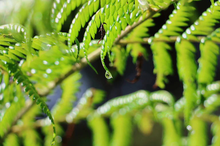 A waterdrop on a silver fern