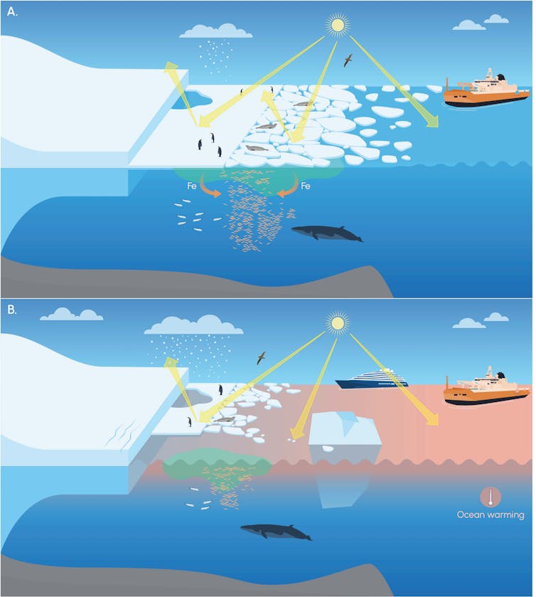 Artwork illustrating the consequences of sea ice loss around Antarctica, showing more warming, and less area available to wildlife