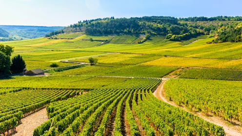 Ndërtoje territorin në Bourgogne: mes vreshtave të shënuara nga UNESCO dhe zoneve të autogestuara