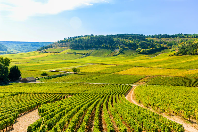 Vue de vignobles en Bourgogne.