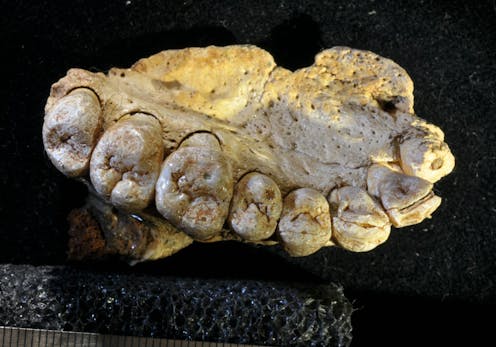 Scientists could be accidentally damaging fossils with a method we thought was safe