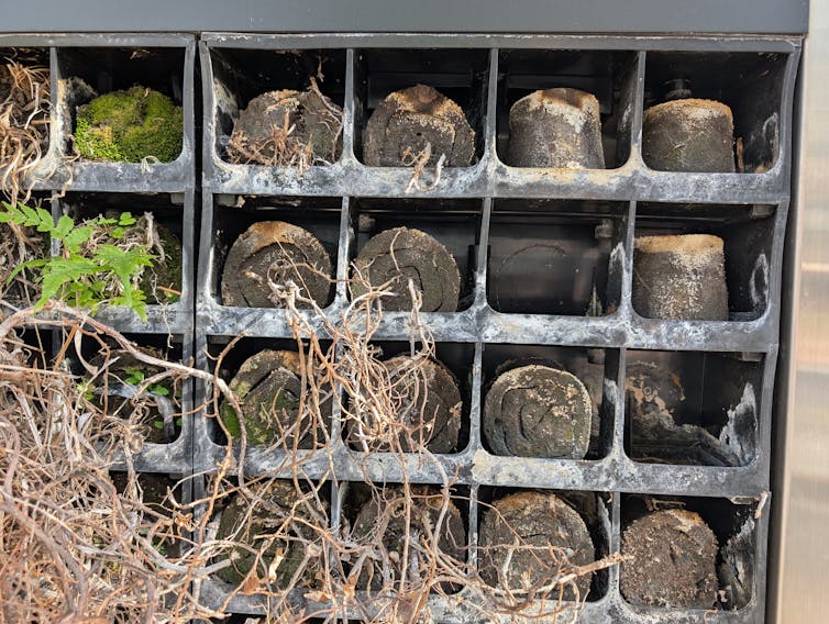 A wall with a metal grid and dying plants.