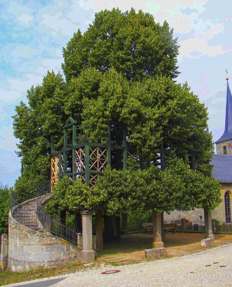 A curved stone staircase leading into a structure obscured by a tree growing around it.