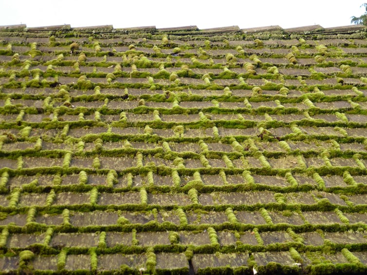 Roof slates sandwiched together with moss.