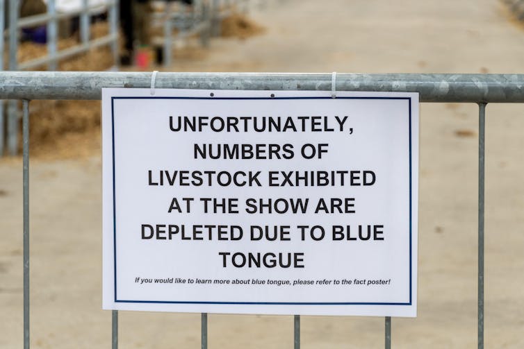 Bluetongue outbreak endangers UK farm animals – what you wish to have to understand in regards to the virus 1 Sign about blue tongue disease explaining why livestock numbers are low.