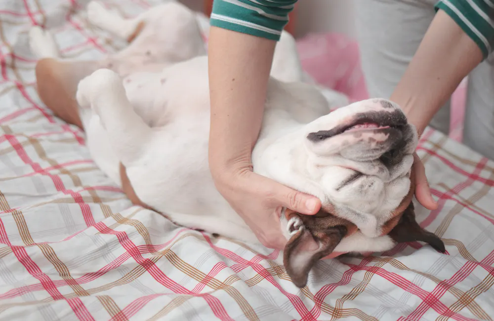Journal Folder Dogs are helping people regulate stress even more than expected ...