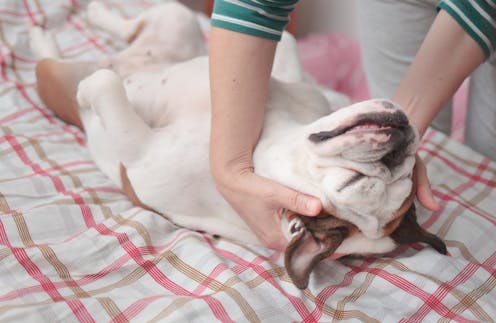 Dogs are helping people regulate stress even more than expected, research shows