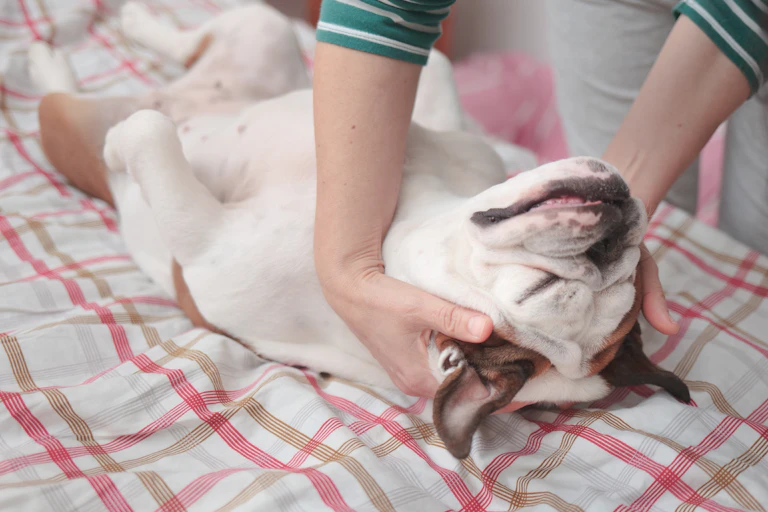 Dog lying on its back while a person rubs his ears.