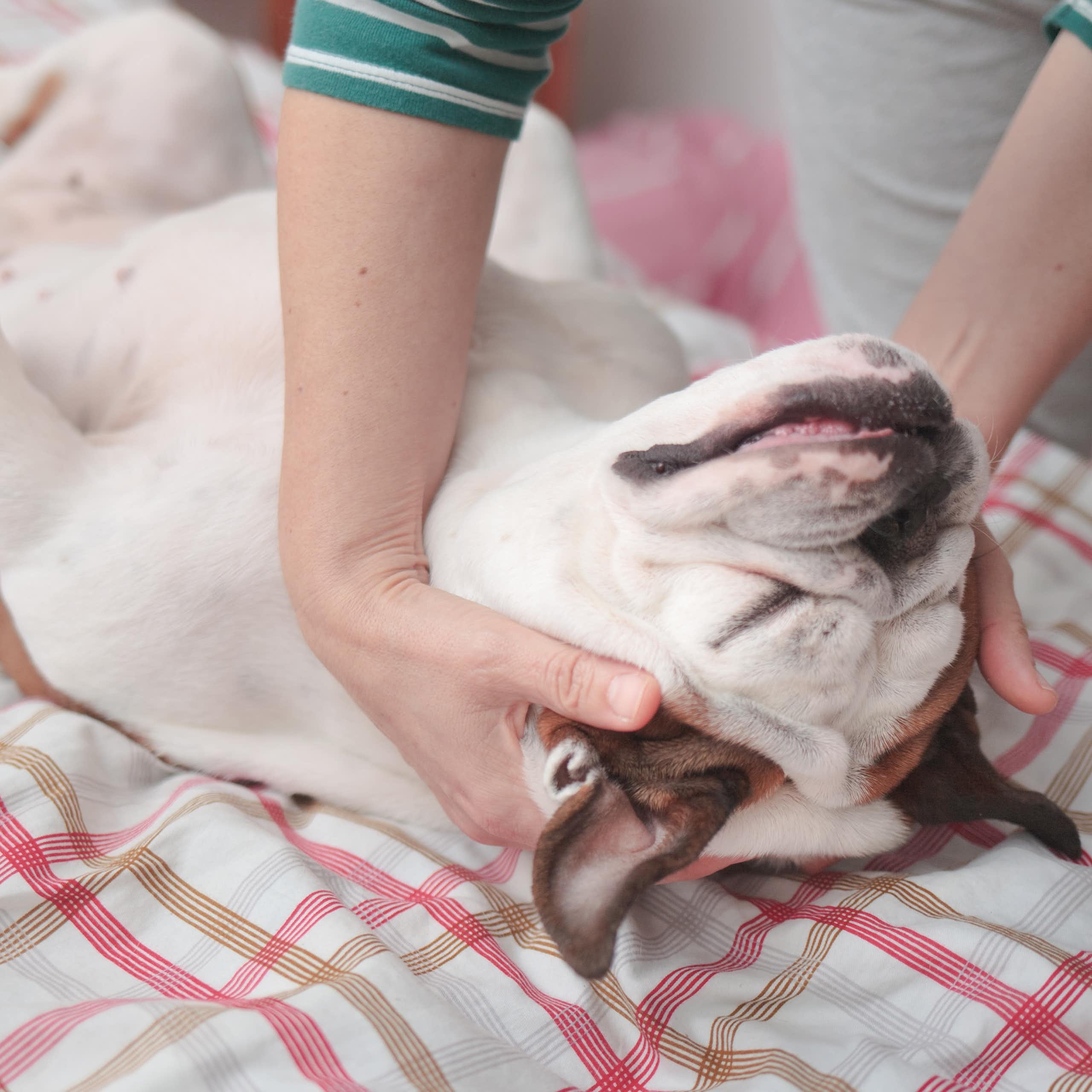 Dog lying on its back while a person rubs his ears.