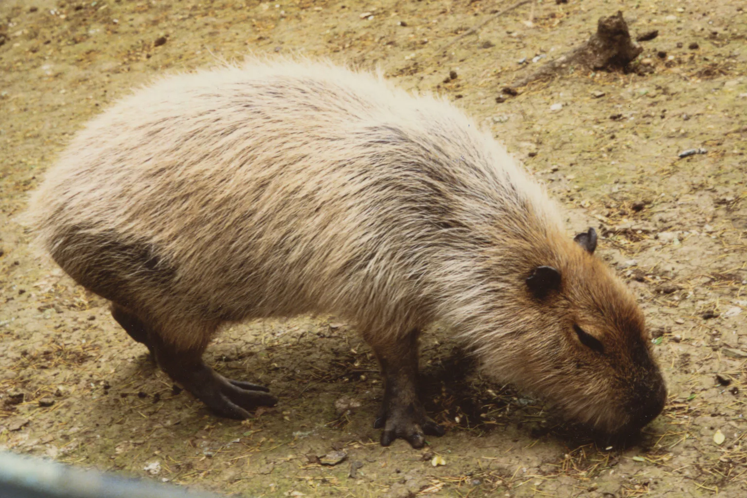 Qui Est Le Capybara Cet tonnant Rongeur Qui A Gagn Le C ur Des qui-est-le-capybara-cet-tonnant-rongeur-qui-a-gagn-le-c-ur-des