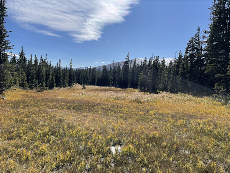 Colorado’s subalpine wetlands may be producing a toxic form of mercury – that’s a concern for downstream water supplies Colorado’s subalpine wetlands may be producing a toxic form of mercury – that’s a concern for downstream water supplies