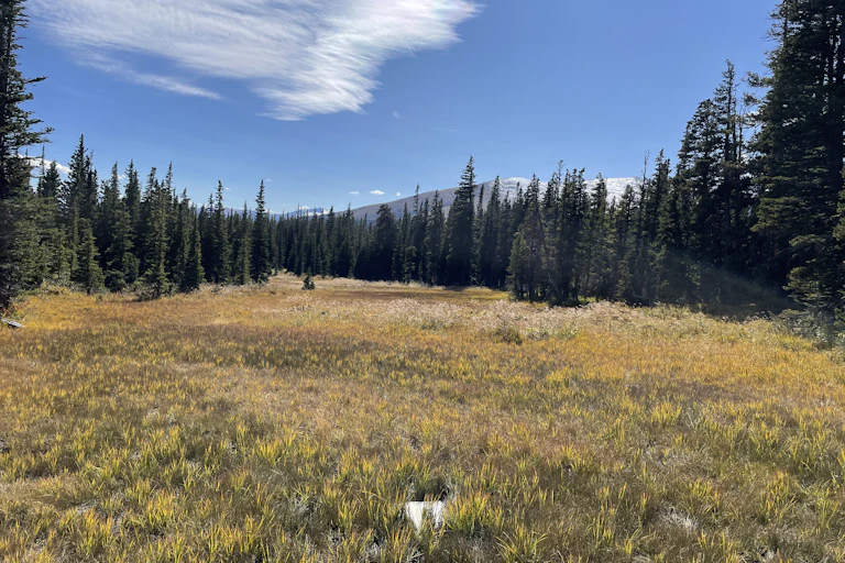 A wetland ringed by tall conifers with snow-capped mountains in the background.