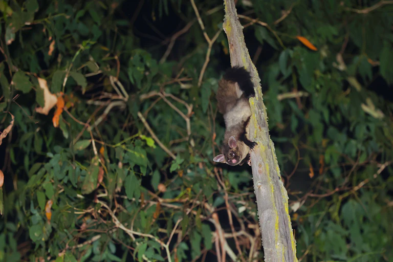 A small animal with grey fur on a tree branch.