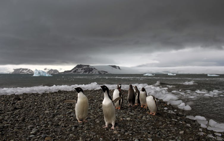 Penguins near the shore under stormy sky.