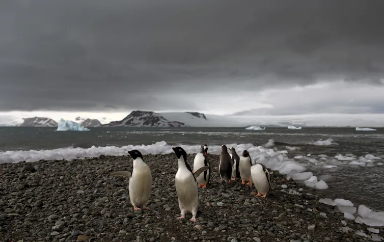Penguins near the shore under stormy sky.