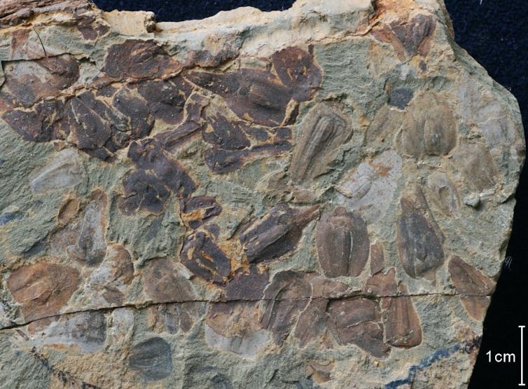 A slab of grey rock marked with fossils.