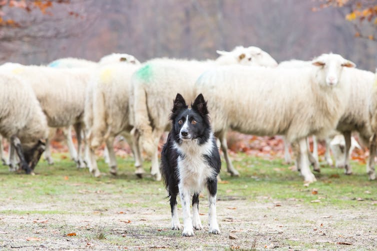 Close-up of boarder collie sheep dog protecting herd in field.