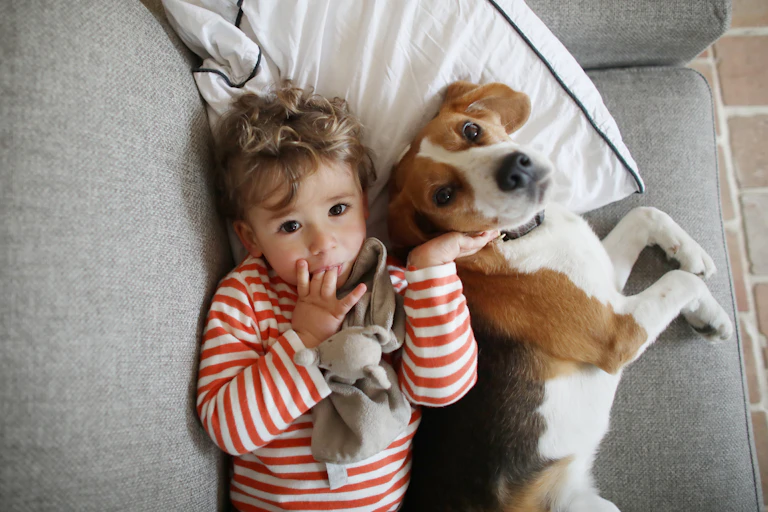 A young boy posing with his dog, a beagle, as they lie on a couch.