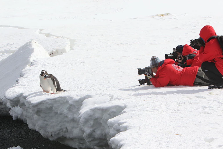 people photograph penguins