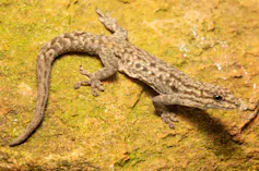 A beige and brown spotted lizard on a rock