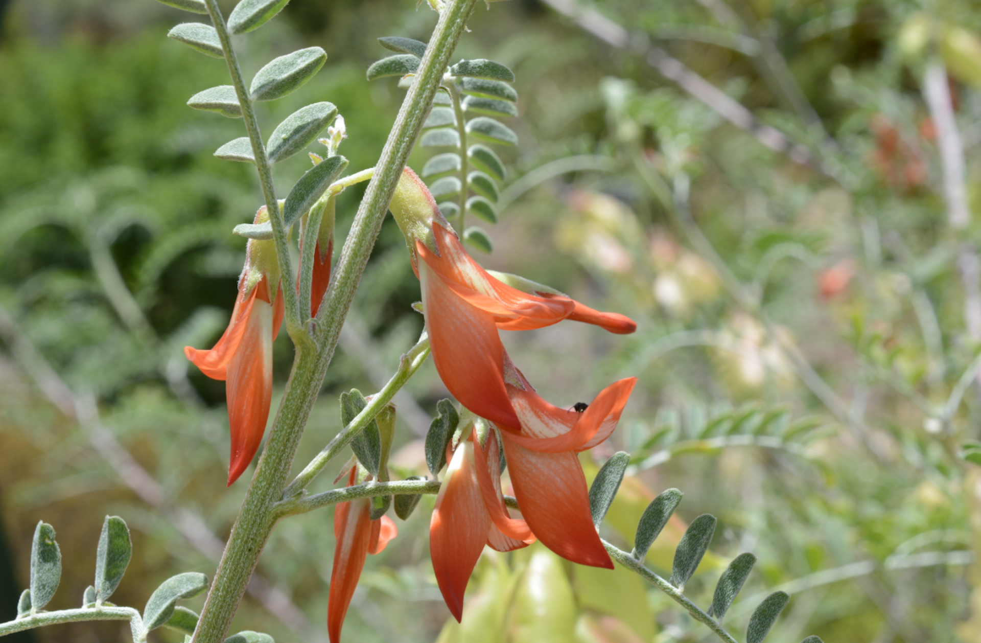 A pale orange flowering plant with delicate, long petals