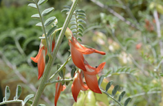 A pale orange flowering plant with delicate, long petals