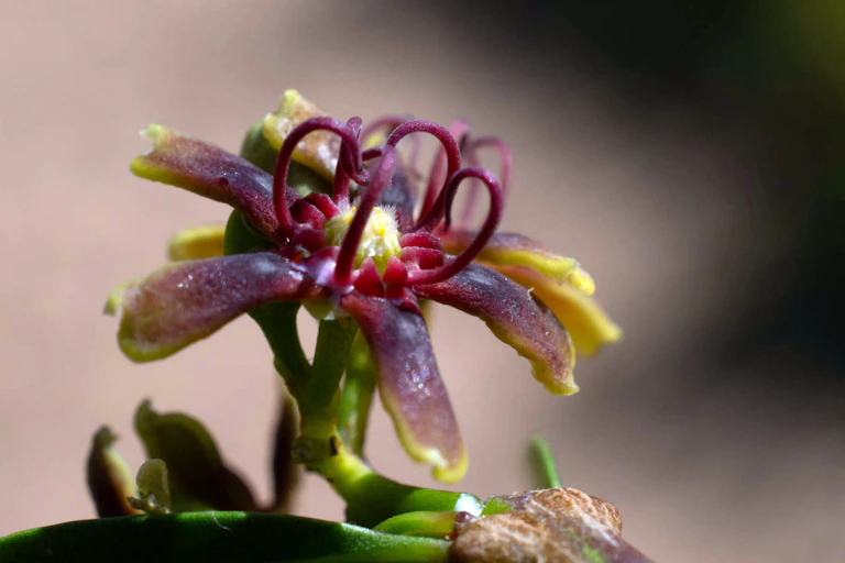 A flower with purple and yellow petals