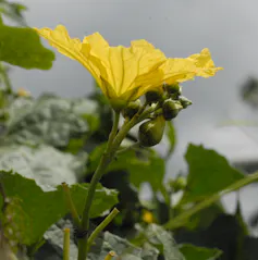 A beautiful yellow flower with wide petals seen against the sky