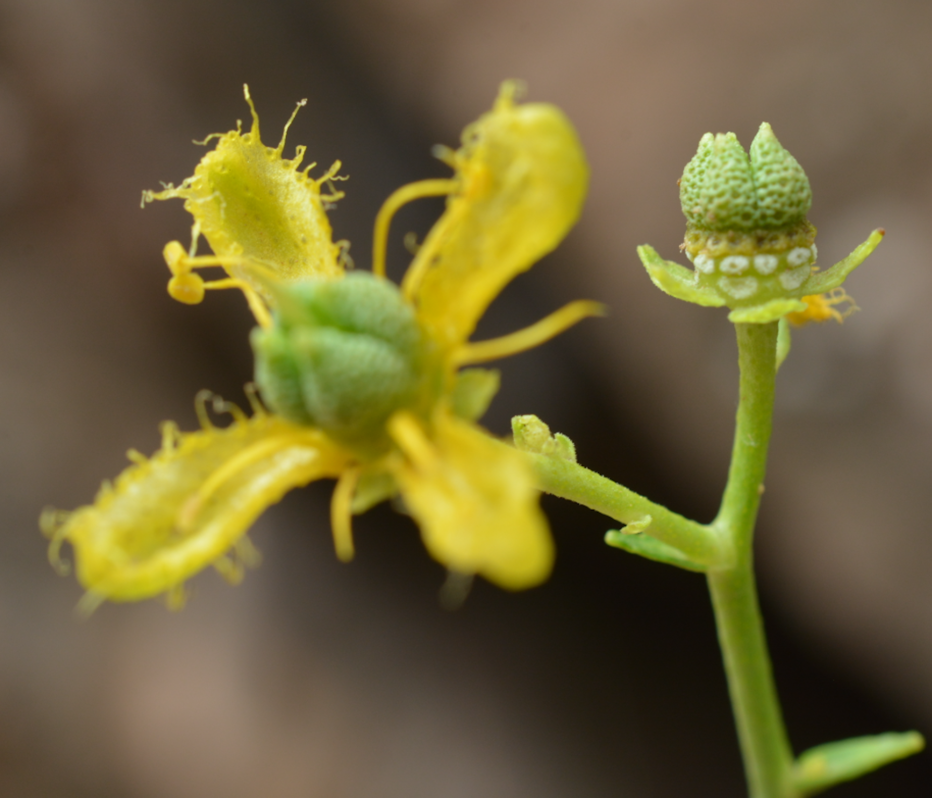 A flower with four yellow petals and a spindly green stem