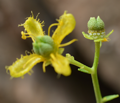 A flower with four yellow petals and a spindly green stem