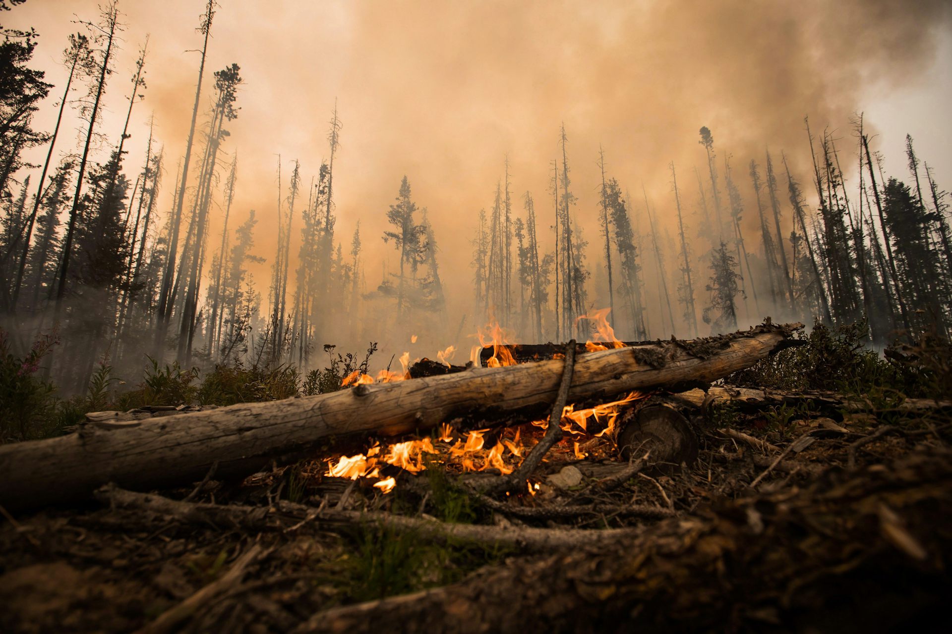 Un tronc d'arbre brûle entouré d'une forêt de laquelle se dégage une épaisse fumée.