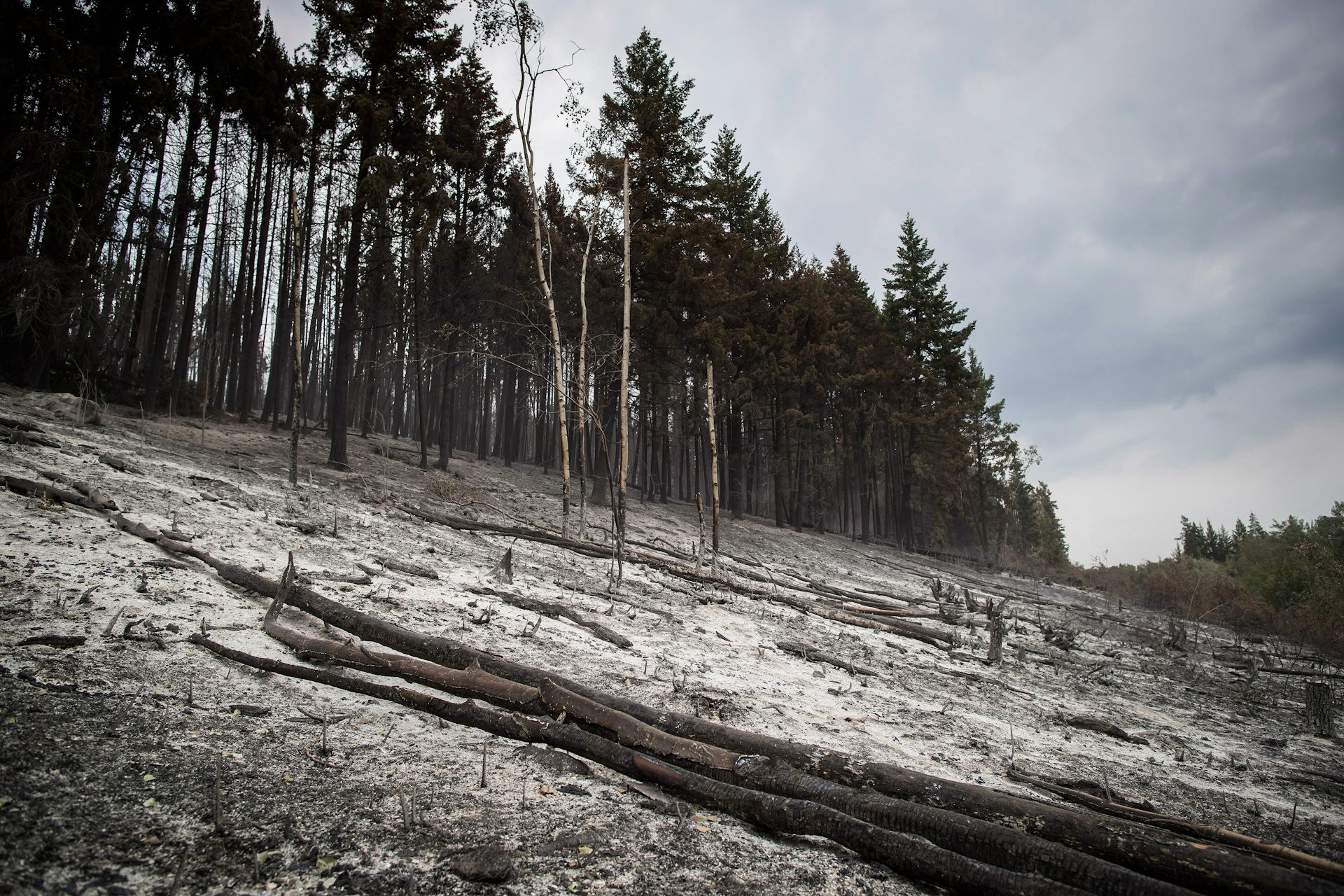 Des arbres bordent une vaste zone de cendres