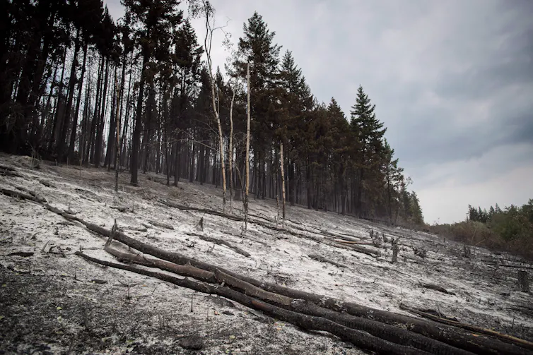 Des arbres bordent une vaste zone de cendres