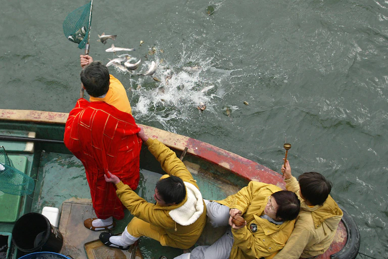 Man standing on boat releasing fish from a net into the water