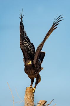 A large brown bird with white wing spots perching on a tree trunk