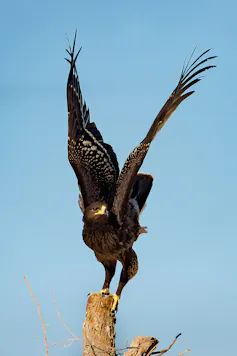 A large brown bird with white wing spots perching on a tree trunk