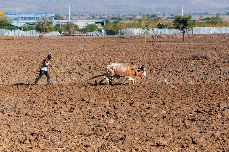 En Ethiopie, dans un grand champ de terre aride, un homme laboure grâce à deux boeufs.