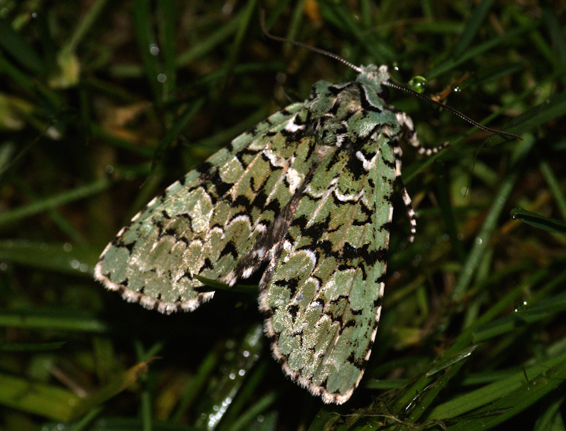 Coming Out Of The Closet: Why I Will Always Love Moths