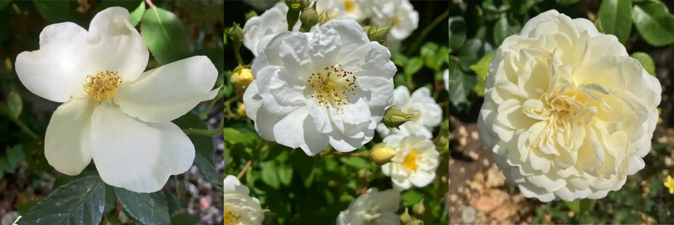 The hidden history behind every rose blooming this summer